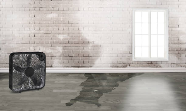Best Sewage cleanup and water damage restoration  in Han, GA
